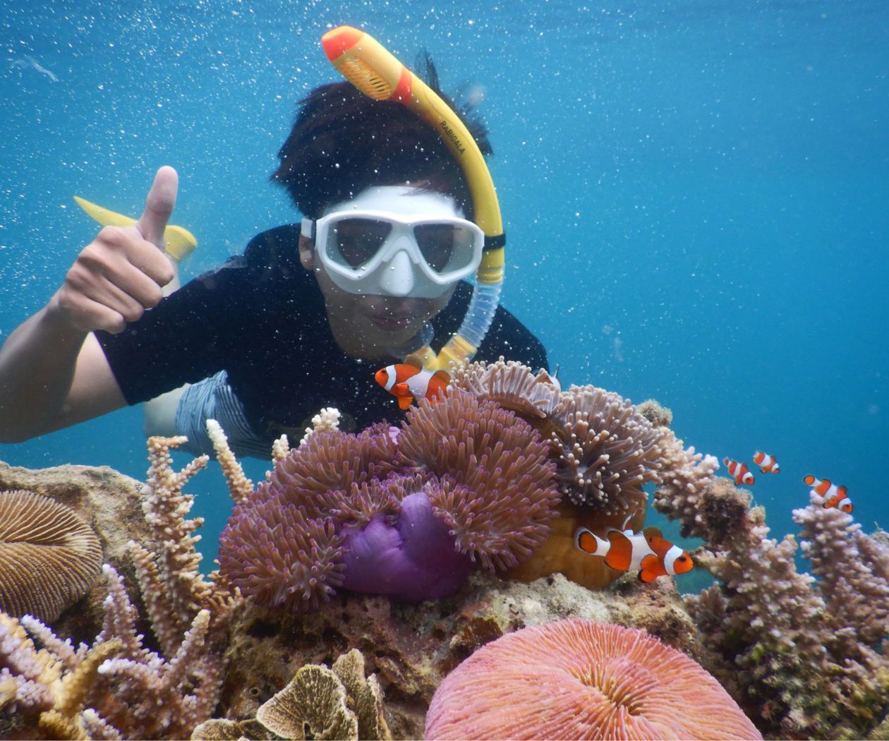 Snorkelling in Karimunjawa